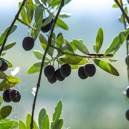 Azienda Agricola Moschioni Cividale del Friuli Zewnętrze zdjęcie