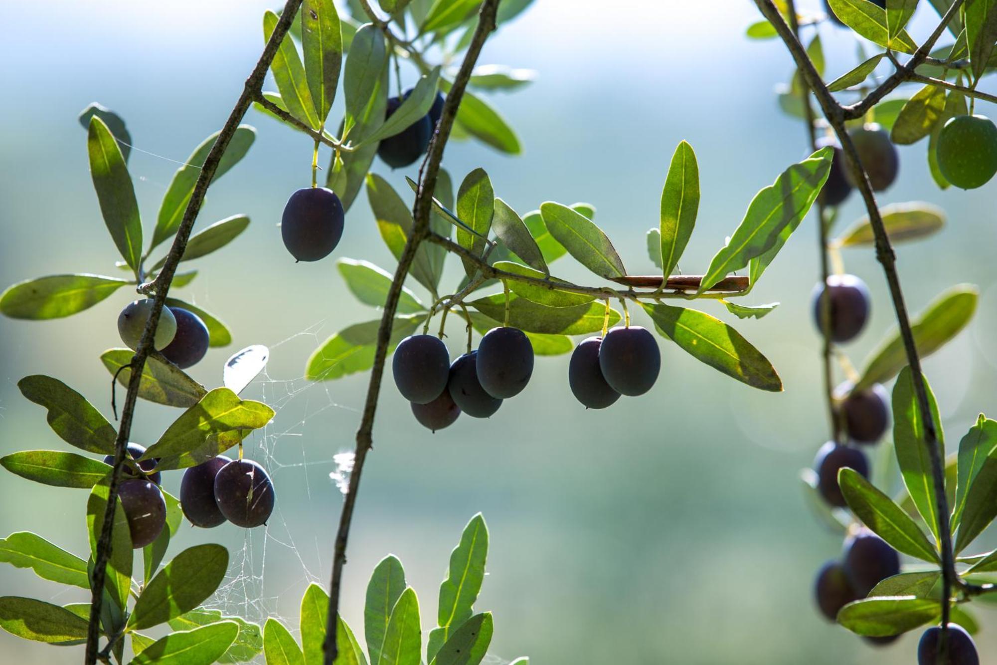 Azienda Agricola Moschioni Cividale del Friuli Zewnętrze zdjęcie