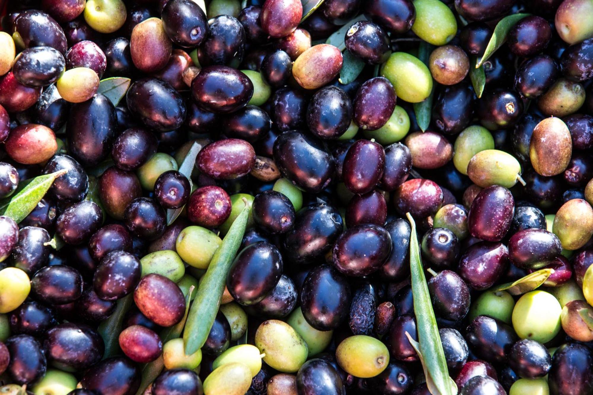Azienda Agricola Moschioni Cividale del Friuli Zewnętrze zdjęcie