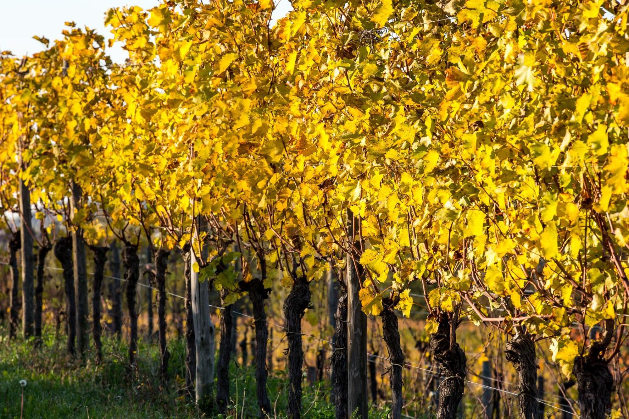 Azienda Agricola Moschioni Cividale del Friuli Zewnętrze zdjęcie